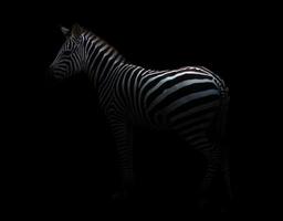 Zebra im Dunkeln foto