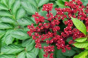 kleine rote Blüten auf Strauch von Lea Rubra oder roter Lea-Pflanze. lea rubra oder lea indica Burm foto