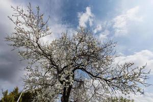 Nahaufnahme eines schönen blühenden Baumes mit Badam-Nüssen gegen blauen Himmel foto