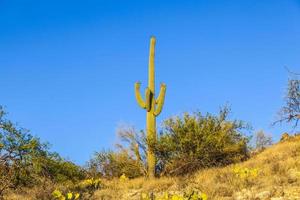 grüner Kaktus in der Wüste foto