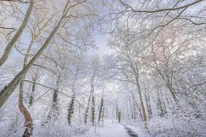 schneebedeckte kiefern am frostigen abend. schönes winterpanorama, weg, sonnenlicht. Abenteuer Freiheit foto