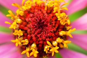 schöne pollentextur mit regentropfen einer zinnie foto