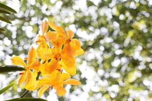 frühlingsgelbe orchideenblume auf einem weißen und grünen bokeh-hintergrund. frühlingsorchideenblume, aufgenommen auf einer ausstellung in thailand während der tageszeit. orchideenblume im garten. vanda orchid. copy space. foto