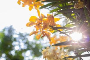 frühlingsgelbe orchideenblume mit dem starburst der sonne auf einem weißen und grünen bokeh hintergrund. frühlingsorchideenblumen, die tagsüber auf einer ausstellung in thailand aufgenommen wurden. foto