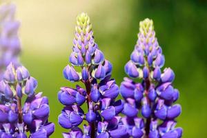 lila Lupinenblüten in der Sonne. blühende Wildpflanzen. Lupinen Feld. foto