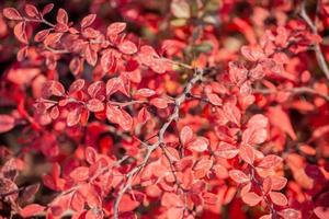 rote Blätter der Berberitze an Zweigen mit scharfen Nadeln. foto