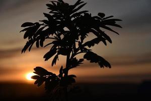 Schwarze Zweige und Blätter der Eberesche auf dem Hintergrund des Sonnenunterganghimmels foto