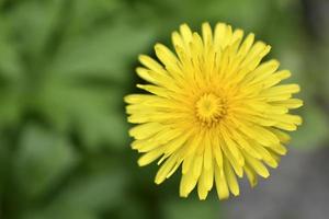 gelber löwenzahn blüht nahaufnahme. Löwenzahn Taraxacum ist eine Gattung mehrjähriger krautiger Pflanzen aus der Familie der Asteraceae. foto