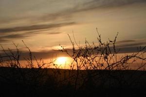 Schwarze Zweige und Blätter der Eberesche auf dem Hintergrund des Sonnenunterganghimmels foto