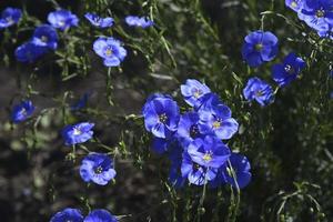 blaue Blumen des Flachsfeldes Flachs linum der Flachsfamilie Linaceae foto