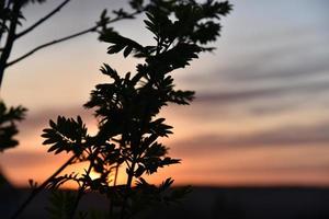 Schwarze Zweige und Blätter der Eberesche auf dem Hintergrund des Sonnenunterganghimmels foto