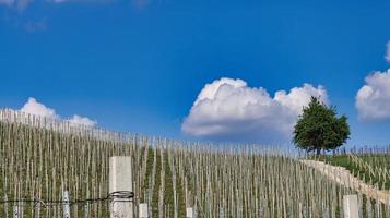 Landschaften der piemontesischen Langhe von Barolo und Monforte d'Alba mit ihren Weinbergen im Frühjahr 2022 foto