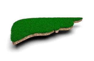 leberform aus grünem gras und steinbodentexturquerschnitt mit 3d-illustration foto