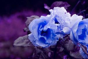romantische blaue rosenblume zum valentinstag
