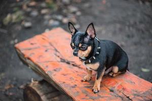 chihuahua hund tricolor schwarz weiß braun. Tier, Haustier. foto