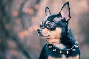 chihuahua hund tricolor schwarz weiß braun. Tier, Haustier. foto