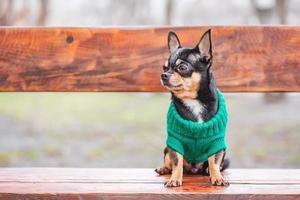 chihuahua hund tricolor schwarz weiß braun. Tier, Haustier. foto