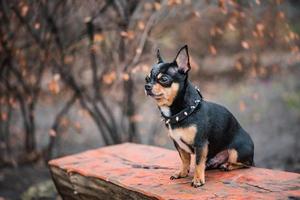 chihuahua hund tricolor schwarz weiß braun. Tier, Haustier. foto