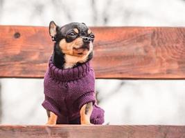 chihuahua hund tricolor schwarz weiß braun. Tier, Haustier. foto