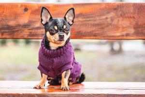 chihuahua hund tricolor schwarz weiß braun. Tier, Haustier. foto