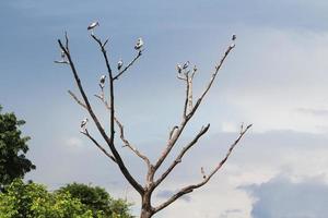 Vögel auf Ästen eines toten Baumes. foto