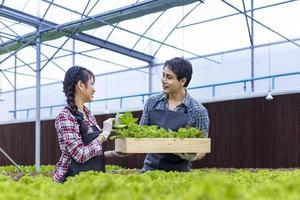 asiatische lokale Bauern, die ihren eigenen Salat aus grüner Eiche im Gewächshaus anbauen, indem sie einen organischen Ansatz des Hydroponik-Wassersystems für ein eigenes Familienunternehmen verwenden und einige zum Verkauf pflücken foto