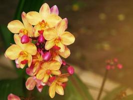 Lila und orangefarbene Orchideen blühen wunderschön im Licht. foto