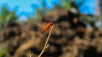 Makrofotografie der roten Libelle, die auf einem kleinen Holzstab auf grünem Naturlandschaftshintergrund spielt. Nahaufnahme des Tieres mit unscharfem Hintergrund. Bokeh-Hintergrund. foto