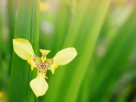 gelbe Blumen auf einem hellen Bokeh-Hintergrund foto