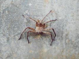 Eine braune Spinne klammert sich an den Boden einer Zementwand. foto