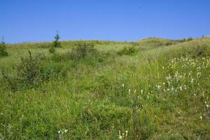 Hügel mit grünem Gras und Sträuchern vor blauem Himmel bedeckt. foto