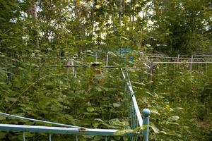 Grab auf dem mit hohem Gras bewachsenen alten Friedhof. foto