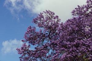 Allee von lebhaften lila Jacaranda-Blumen auf Bäumen in Lissabon, Portugal foto