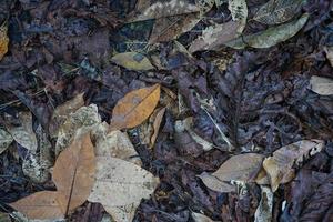 trockene Blattstruktur und Naturhintergrund. Oberfläche aus braunem Blattmaterial, kostenloses Foto