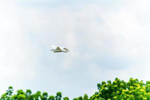 Reiher fliegt in den Himmel foto