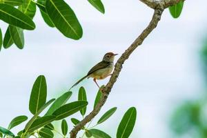 gemeiner Schneidervogel Orthotomus Sutorius Vogel thront auf einem Baum foto