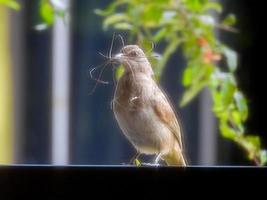 Streak eared Bulbul, der Äste eines Baumes hält foto