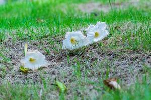 weiße dolichandrone serrulata blume auf dem boden foto