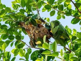 Rotes Ameisennest auf Baum in der Natur. harmonisches Tierkonzept. foto