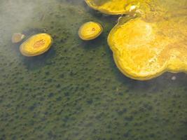 mikrobielle Cyanobakterienmatte foto