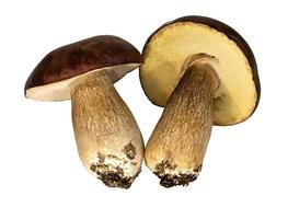 Pilze auf weißem Hintergrund foto