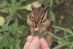 Streifenhörnchen in der Natur foto