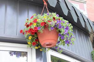 bunte Blumen in einem Topf zum Dekorieren von Straßen, Häusern, Cafés foto