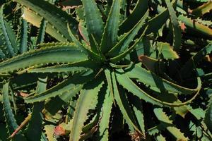 Aloe-Vera-Pflanze, Nahaufnahme foto