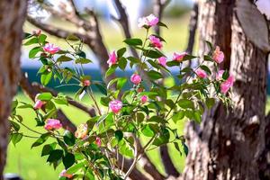 Rosafarbene Kamelienblumen, die im heimischen Garten wachsen, Nahaufnahme foto