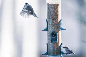 Hinterhofvögel um Vogelhäuschen herum foto