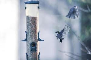 Hinterhofvögel um Vogelhäuschen herum foto