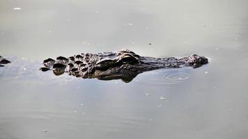 ein blick auf einen aligator in florida foto