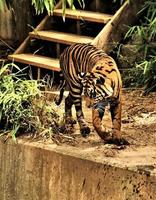 eine Nahaufnahme eines bengalischen Tigers foto