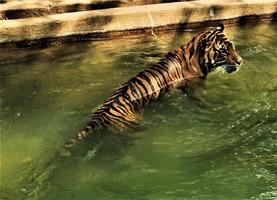 eine Nahaufnahme eines bengalischen Tigers foto